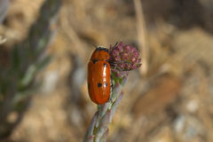 Tituboea sexmaculata