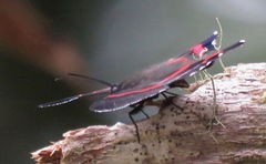 Ancyluris aulestes