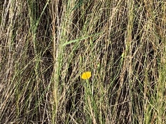 Cosmos sulphureus