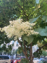 Syringa reticulata