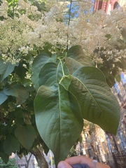 Syringa reticulata
