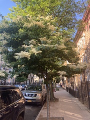 Syringa reticulata
