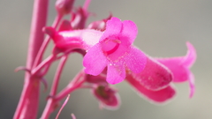Penstemon clevelandii clevelandii