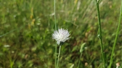 Tyrimnus leucographus