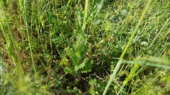 Tyrimnus leucographus