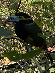 Selenidera maculirostris