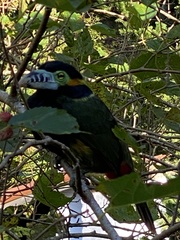 Selenidera maculirostris