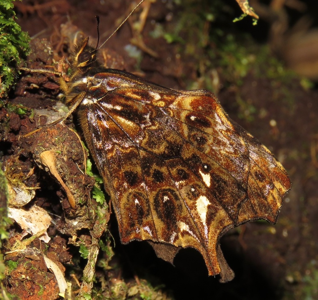 Daedalma