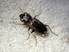 Notiophilus rufipes