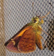 Dalla epiphaneus