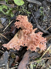 Ramaria australiana