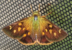 Dalla epiphaneus