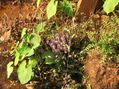 Pogostemon stellatus