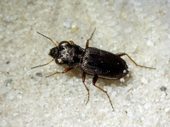 Notiophilus rufipes