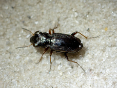 Notiophilus rufipes