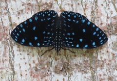 Hamadryas laodamia