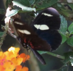 Heliconius leucadia