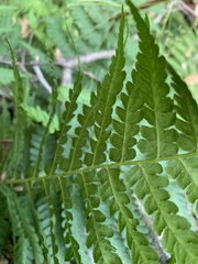 Deparia acrostichoides