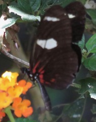 Heliconius leucadia