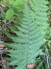 Deparia acrostichoides