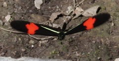 Heliconius melpomene