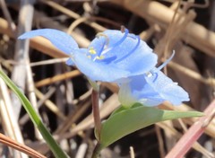 Commelina ciliata