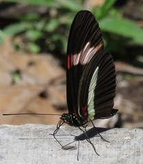 Heliconius melpomene