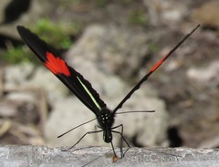 Heliconius melpomene