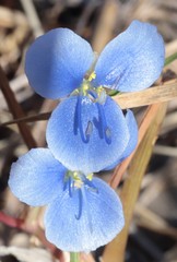 Commelina ciliata