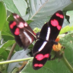 Heliconius telesiphe