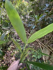 Alpinia caerulea