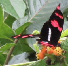 Heliconius telesiphe