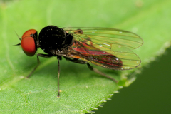 Agathomyia antennata