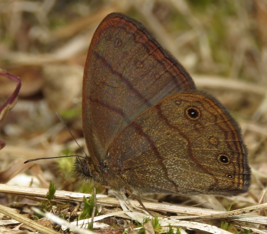 Hermeuptychia maimoune