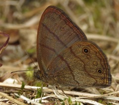 Hermeuptychia maimoune