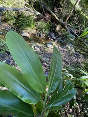 Alpinia caerulea
