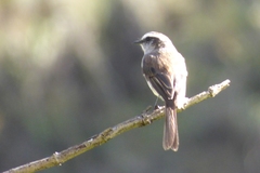 Ochthoeca leucophrys