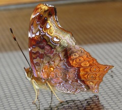 Hypanartia cinderella