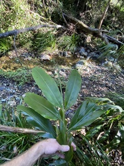 Alpinia caerulea