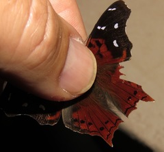 Hypanartia cinderella