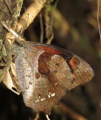 Lasiophila zapatoza