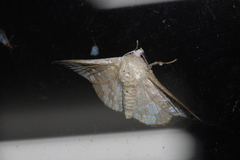 Canaea ryukyuensis