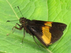 Lychnuchus victa