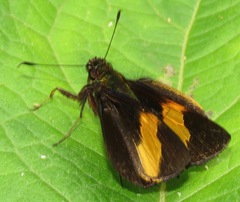 Lychnuchus victa