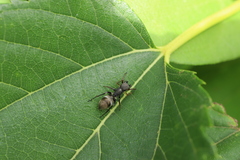 Myrmarachne japonica