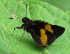 Lychnuchus victa