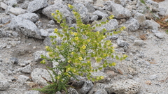 Emmenanthe penduliflora penduliflora