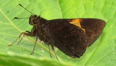 Lychnuchus victa