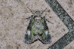 Anacronicta okinawensis