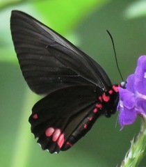 Parides sesostris
